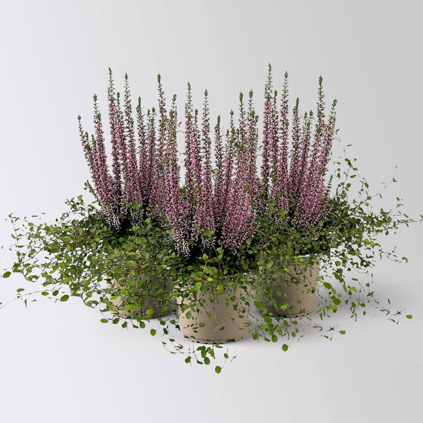 Knospenheide & Mühlenbeckia Duo, lila, Topf-Ø 13 cm, 3 Pflanzen