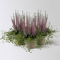 Knospenheide & Mühlenbeckia Duo, lila, Topf-Ø 13 cm, 3 Pflanzen