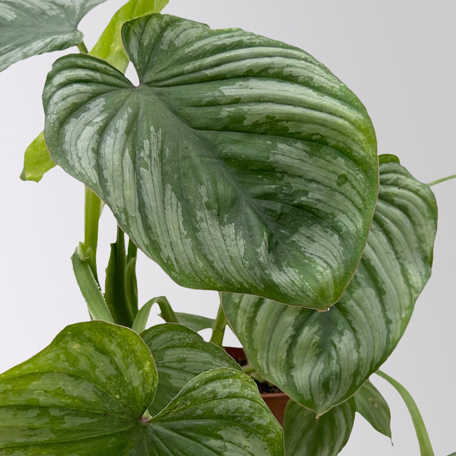 Philodendron mamei grün-silbrig Topf-Ø 12 cm, Höhe ca. 25 cm