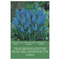 Muscari Armeniacum dunkelblau, 20 Blumenzwiebeln