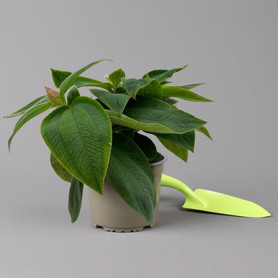 Veilchenbaum violettblau, Topf-Ø 15 cm, Höhe ca. 35 cm