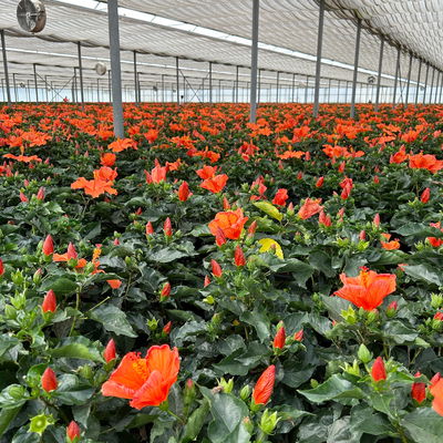 Hibiskus, orange, Stamm, Topf-Ø 17 cm, Höhe ca. 70 cm