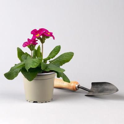 Pflanzenkreation Frühlingskuss, 9 Pflanzen inkl. Erde und Dünger Pflanzenkreation Frühlingskuss, 9 Pflanzen inkl. Erde und Dünger