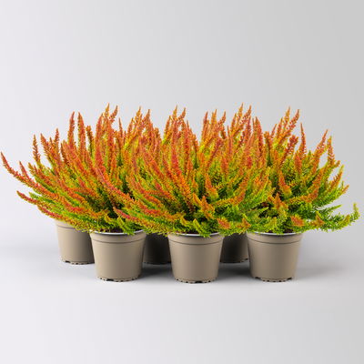 Besenheide SKYLINE®, orange-grün, Topf-Ø 11 cm, 6 Pflanzen