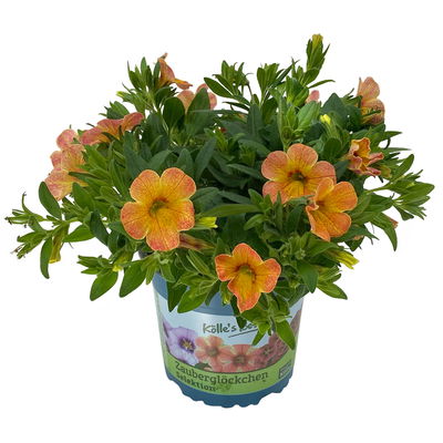 Zauberglöckchen 'Chameleon® Sunshine Berry' rosa-gelb, Topf-Ø 13 cm, 6 Pflanzen