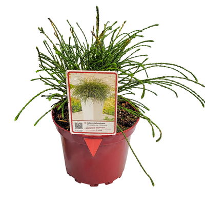 Mähnen-Lebensbaum 'Whipcord', 5er-Set, Topf 2 Liter Mähnen-Lebensbaum 'Whipcord', 5er-Set, Topf 2 Liter