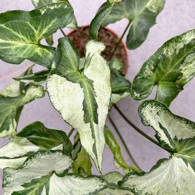 Syngonium 'Three Kings', Topf-Ø 12cm, Höhe ca. 25 cm Syngonium 'Three Kings', Topf-Ø 12cm, Höhe ca. 25 cm