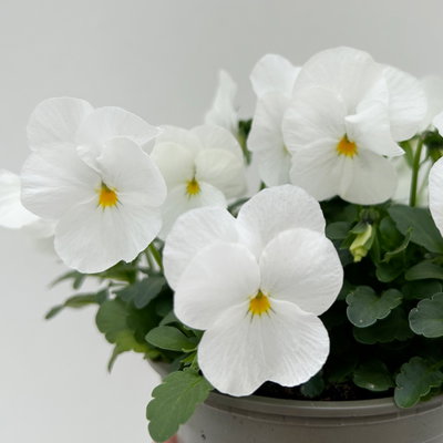 Hornveilchen, Farben zufällig, Topf-Ø 12 cm, 6 Pflanzen
