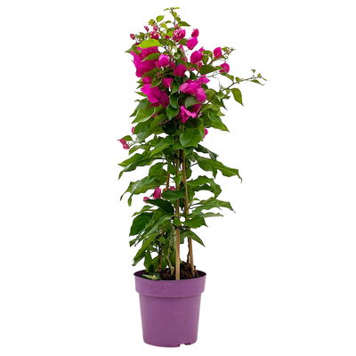 Bougainvillea, Pyramide, Topf-Ø 17 cm, Höhe ca. 65 cm, 2 Pflanzen