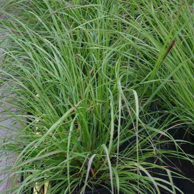 Bio Lampenputzergras 'National Arboretum' braun, Höhe 60-80 cm, 5 Liter Topf Bio Lampenputzergras 'National Arboretum' braun, Höhe 60-80 cm, 5 Liter Topf