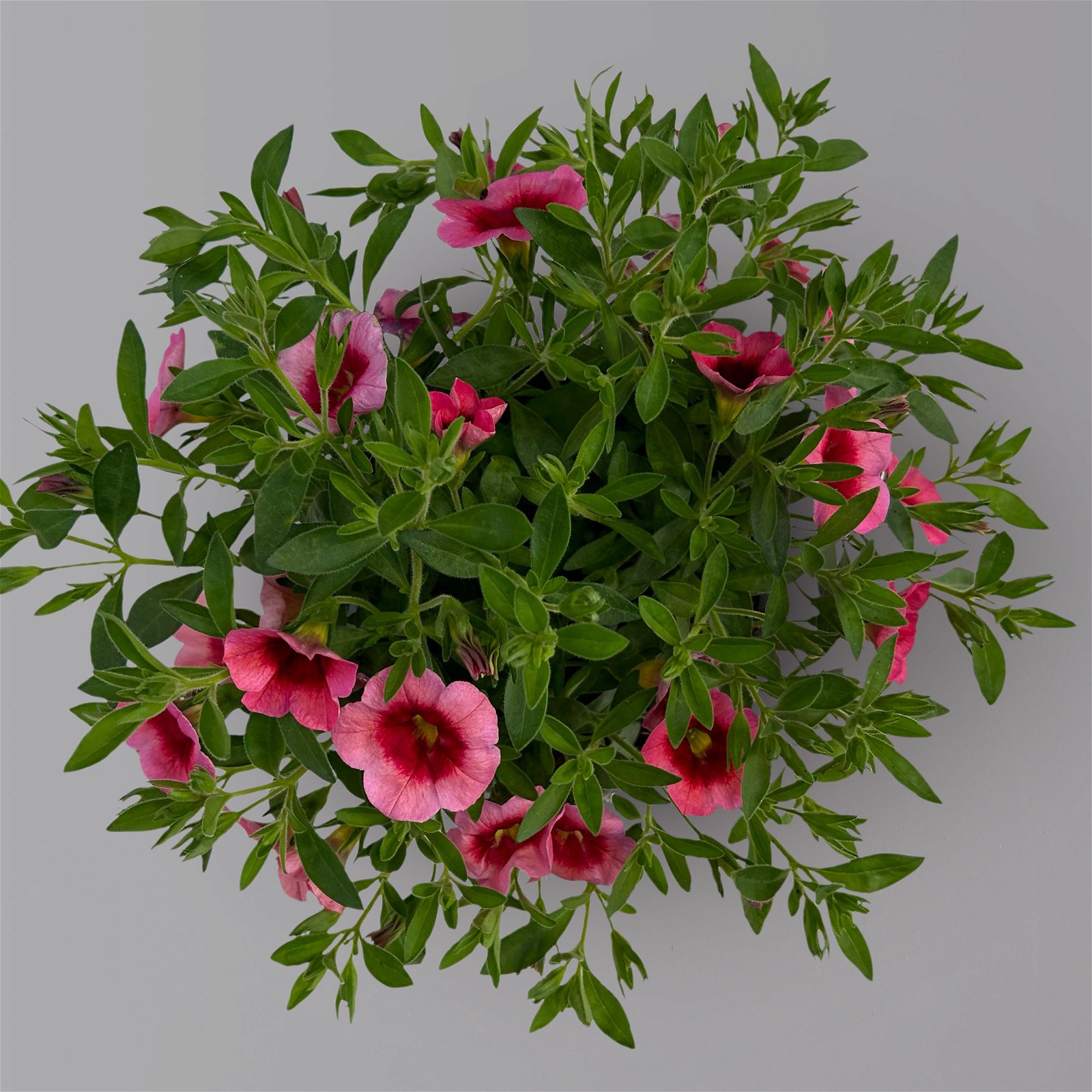 Zauberglöckchen 'Tiki Strawberry' pink, dunkler Schlund, Topf-Ø 13 cm, 6er-Set