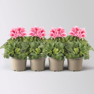 Edelgeranie Bella Donna® 'Don Maxima®', lachs-rot, Topf-Ø 12 cm, 4 Pflanzen