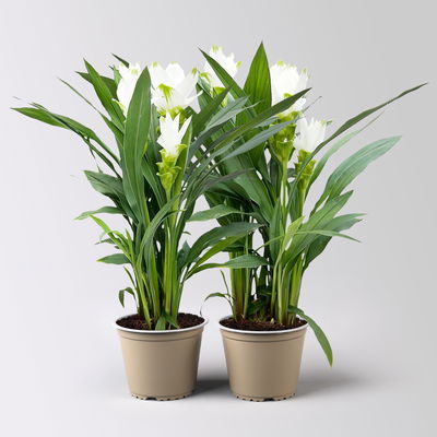 Kurkuma Pflanze, weiß, Topf-Ø 14 cm, 2 Pflanzen
