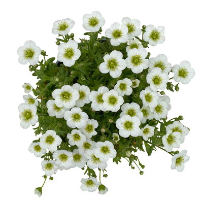 Moossteinbrech, weiß, Topf-Ø 13 cm, 6 Pflanzen Moossteinbrech, weiß, Topf-Ø 13 cm, 6 Pflanzen