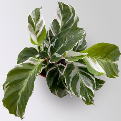 Calathea Mini Mix zufällig, Topf-Ø 7 cm, Höhe ca. 10-15 cm, 8 Pflanzen Calathea Mini Mix zufällig, Topf-Ø 7 cm, Höhe ca. 10-15 cm, 8 Pflanzen