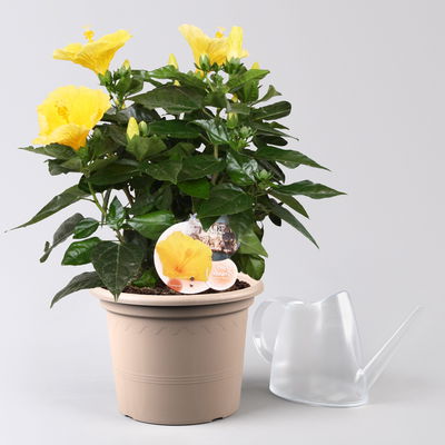 Hibiskus, Farbe zufällig, Busch, Topf-Ø 21 cm, Höhe ca. 50 cm