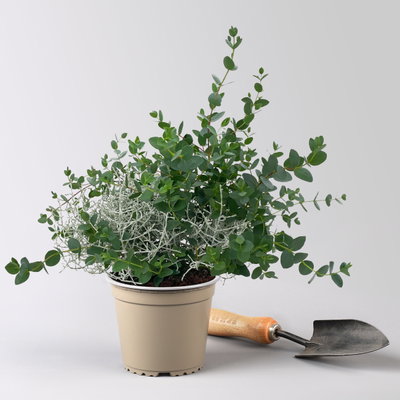 Silberdraht & Eukalyptus, Topf-Ø 13 cm, 3 Pflanzen Silberdraht & Eukalyptus, Topf-Ø 13 cm, 3 Pflanzen