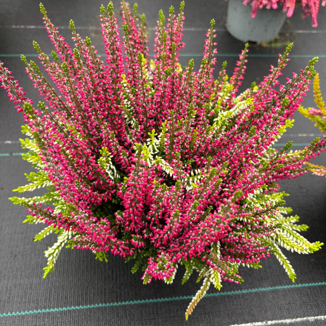 Calluna 'Colour Peaks', Farbe zufällig, Topf-Ø 13 cm, 4 Pflanzen