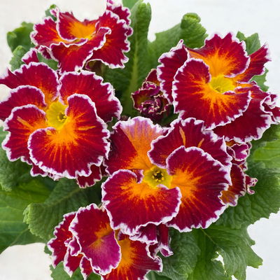 Primel 'Sirococco', Farben zufällig, gerüscht, Topf-Ø 11 cm, 8 Pflanzen