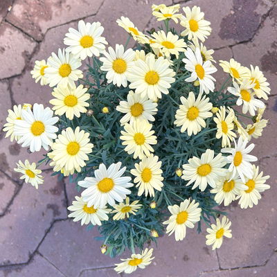 Margerite, gelb, Topf-Ø 14/15 cm, 3 Pflanzen Margerite, gelb, Topf-Ø 14/15 cm, 3 Pflanzen