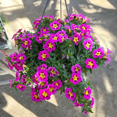 Zauberglöckchen, pink-gelb, Ampeltopf-Ø 27 cm