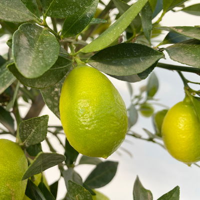 Limequat, Stamm, Topf-Ø ca. 22 cm, Höhe ca. 60 cm