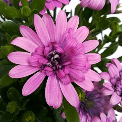 Osteospermum rosa/lila gefüllt, Topf-Ø 12 cm, 6 Stück Osteospermum rosa/lila gefüllt, Topf-Ø 12 cm, 6 Stück