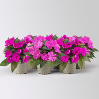 Edellieschen, lila, Topf-Ø 12 cm, 6 Pflanzen