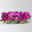 Edellieschen, lila, Topf-Ø 12 cm, 6 Pflanzen Edellieschen, lila, Topf-Ø 12 cm, 6 Pflanzen