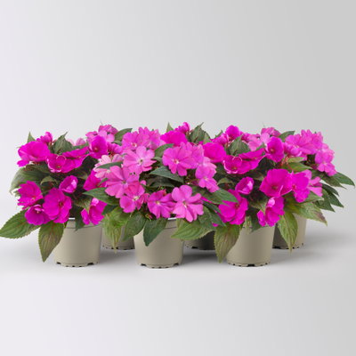 Edellieschen, lila, Topf-Ø 12 cm, 6 Pflanzen
