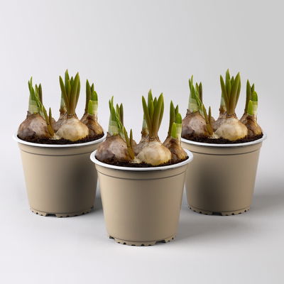 Mixtopf Narzissen und Muscari, blau-gelb, Topf-Ø 12 cm, 3 Pflanzen