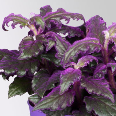 Grünpflanzenset für Grüne Wand, bunter Mix, Topf-Ø 8,5 cm, 12 Pflanzen