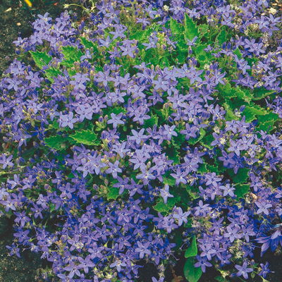 Bio Campanula garganica blau, Topf 11x11 cm, 3 Pflanzen Bio Campanula garganica blau, Topf 11x11 cm, 3 Pflanzen