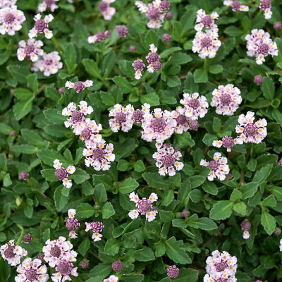 Bio Teppichverbene weiß-rosa, Topf-Ø 12 cm, 6er-Set Bio Teppichverbene weiß-rosa, Topf-Ø 12 cm, 6er-Set