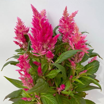 Celosia 'Kelos Fire Pink' pink, Topf-Ø 12 cm, 6 Sückt