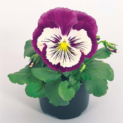 Stiefmütterchen Cats®, lilablau-weiß, Topf-Ø 13 cm, 6 Pflanzen