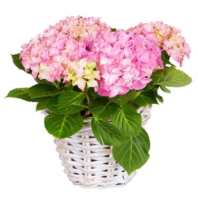 Pflanzkorb 'Rattan', white washed, ca. Ø 20 x H 16 cm