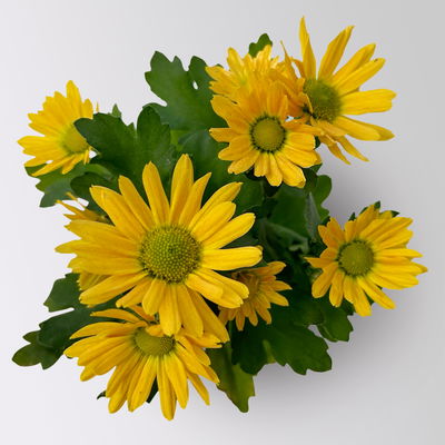 Chrysantheme Mini 'Swifty', Mix zufällig, Topf-Ø 6 cm, 12 Pflanzen