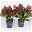 Blütenskimmie ‘Rubella’, Skimmia japonica, rot, 2er Set, Topf 13 cm Ø