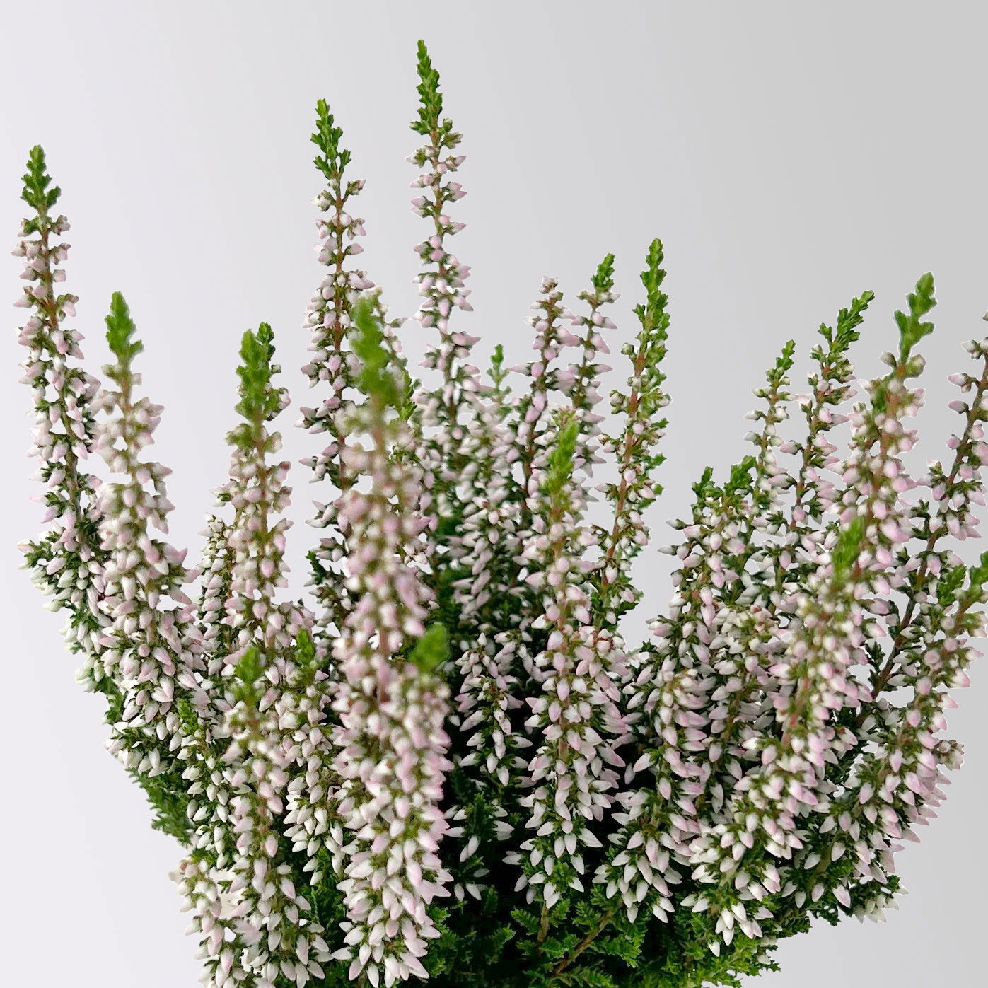 Knospenheide Mini, rosa, Topf-Ø 6 cm, 12 Pflanzen