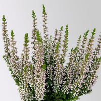 Knospenheide Mini, rosa, Topf-Ø 6 cm, 12 Pflanzen
