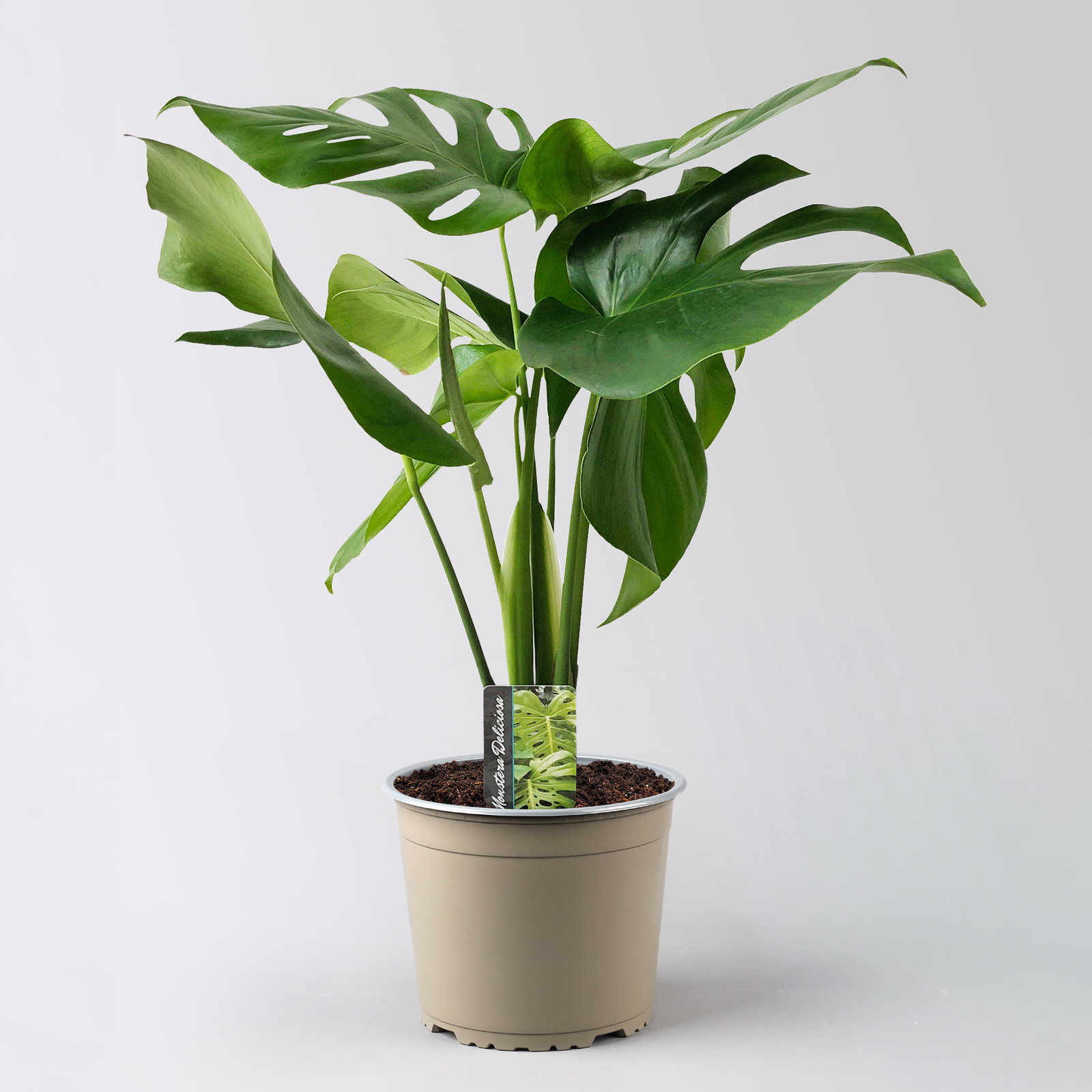 Monstera deliciosa, Busch, Topf-Ø 19 cm, Höhe ca. 80 cm