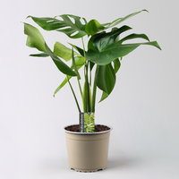 Monstera deliciosa, Busch, Topf-Ø 19 cm, Höhe ca. 80 cm