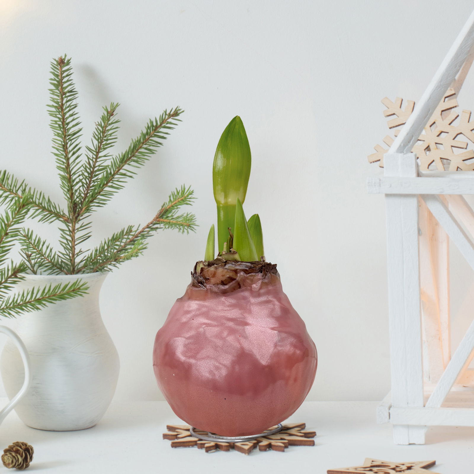 Amaryllis in Wachs, Dekor 'Superior Pink', Blüte rot