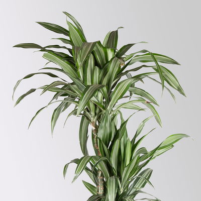 Duftender Drachenbaum 'Ulises', Topf-Ø 27 cm, Höhe ca. 170 cm Duftender Drachenbaum 'Ulises', Topf-Ø 27 cm, Höhe ca. 170 cm