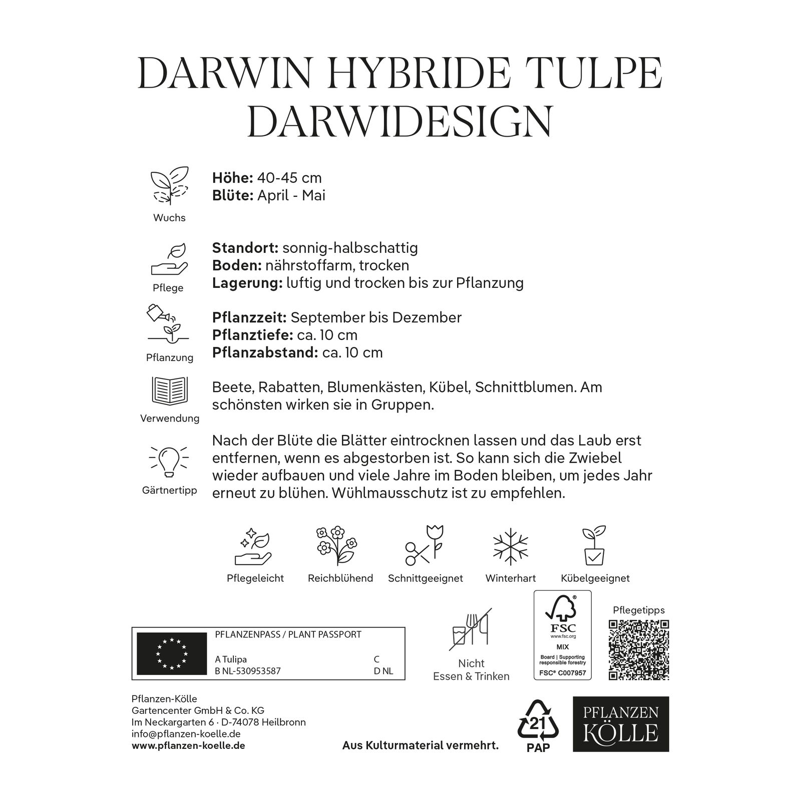 Darwin-Tulpe 'Darwidesign®',rot, 7 Blumenzwiebeln
