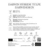 Darwin-Tulpe 'Darwidesign®',rot, 7 Blumenzwiebeln