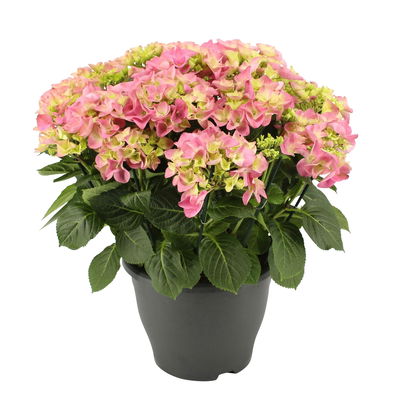 Hortensie 'Early Rosa', Busch, rosa, Topf-Ø 23 cm, Höhe ca. 50 cm