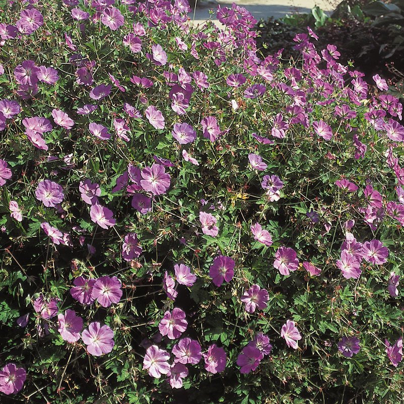 Storchschnabel 'Rozanne'® violett, Topf-Ø 12 cm, 3er-Set