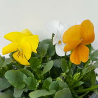 Hornveilchen 'Trio', orange-gelb-weiß, Topf-Ø 10/11 cm, 8 Pflanzen Hornveilchen 'Trio', orange-gelb-weiß, Topf-Ø 10/11 cm, 8 Pflanzen